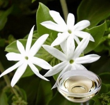 buy jasmine hydrosol -Chinaplantoil.jpg
